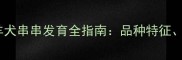 三个月必看边境牧羊犬串串发育全指南品种特征健康信号营养要点
