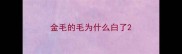 金毛的毛为什么白了