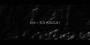 新生小狗多久能洗澡