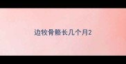 边牧骨骼长几个月