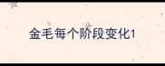 金毛每个阶段变化