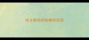 哈士奇幼犬咬硬的东西