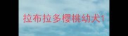 拉布拉多樱桃幼犬