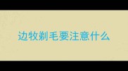 边牧剃毛要注意什么