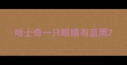 哈士奇一只眼睛有蓝黑