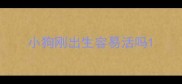 小狗刚出生容易活吗