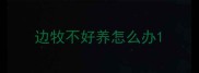 边牧不好养怎么办