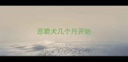恶霸犬几个月开始