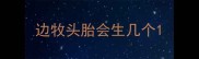 边牧头胎会生几个