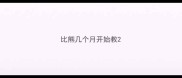 比熊几个月开始教
