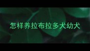 怎样养拉布拉多犬幼犬
