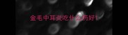金毛中耳炎吃什么药好