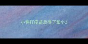 小狗打疫苗后得了细小