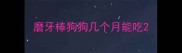 磨牙棒狗狗几个月能吃