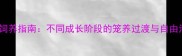金毛犬科学饲养指南不同成长阶段的笼养过渡与自由活动时间表
