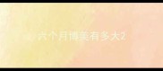 六个月博美有多大
