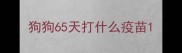 狗狗65天打什么疫苗