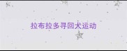 拉布拉多寻回犬运动