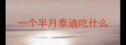 一个半月泰迪吃什么