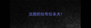 法国的拉布拉多犬