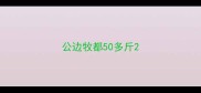 公边牧都50多斤