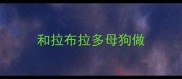 和拉布拉多母狗做