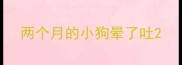 两个月的小狗晕了吐