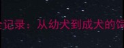 哈士奇5个月成长全记录从幼犬到成犬的饲养指南与繁殖知识