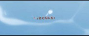diy金毛狗衣服