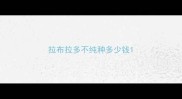 拉布拉多不纯种多少钱
