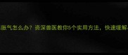 两个月大猫咪胀气怎么办资深兽医教你5个实用方法快速缓解小猫肠胃不适