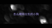 怎么喂刚出生的小狗