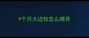 9个月大边牧怎么喂养