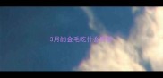 3月的金毛吃什么狗粮