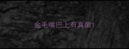 金毛嘴巴上有真菌