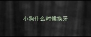 小狗什么时候换牙