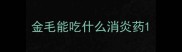 金毛能吃什么消炎药