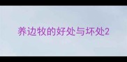 养边牧的好处与坏处