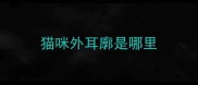 猫咪外耳廓是哪里
