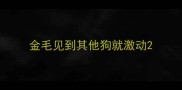 金毛见到其他狗就激动