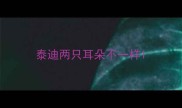 泰迪两只耳朵不一样