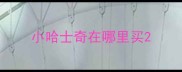 小哈士奇在哪里买