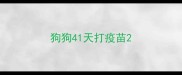 狗狗41天打疫苗