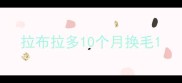 拉布拉多10个月换毛