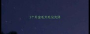 2个月金毛犬毛没光泽
