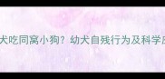 萨摩耶幼犬吃同窝小狗幼犬自残行为及科学应对指南