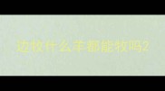 边牧什么羊都能牧吗