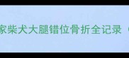 紧急处理我家柴犬大腿错位骨折全记录附护理指南
