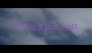 拉布拉多幼犬公母