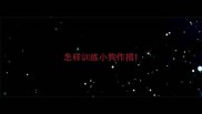 怎样训练小狗作揖